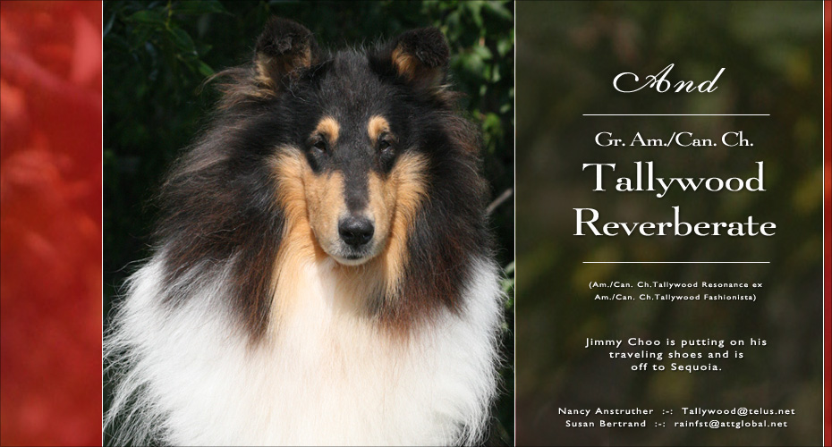 Tallywood Collies -- Grand AM/CAN CH Tallywood Reverberate