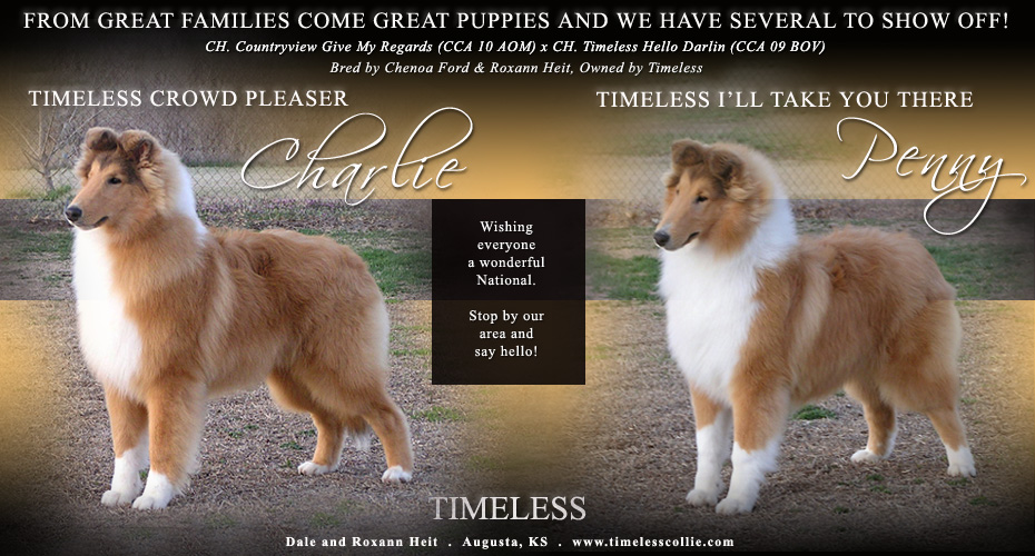 Timeless Collies -- Timeless Crowd Pleaser and Timeless I'll Take You There