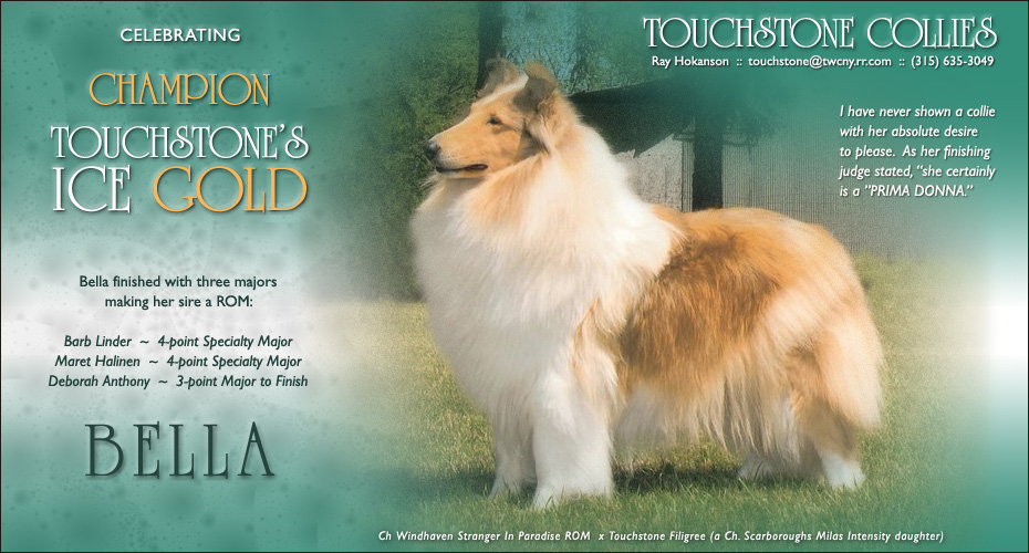 Touchstone Collies -- CH Touchstone's Ice Gold