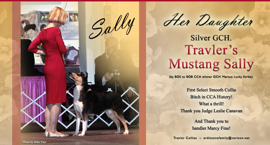 Travler Collies -- Silver GCH Travler's Mustang Sally