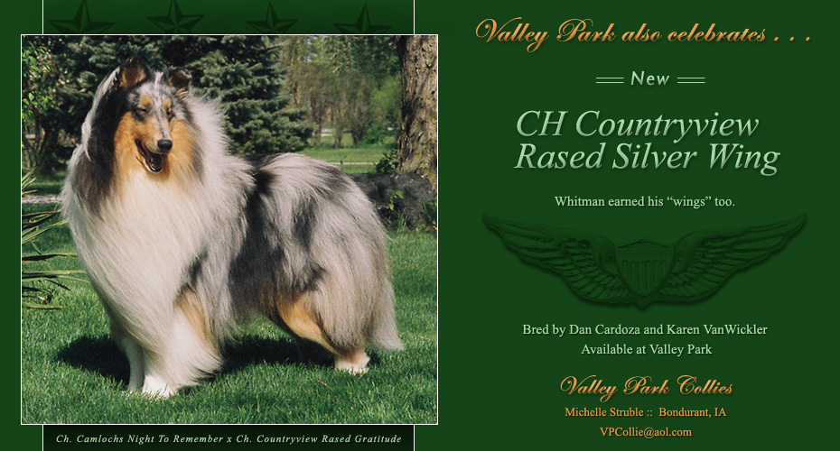 Valley Park Collies -- CH Countryview Rased Silver Wing