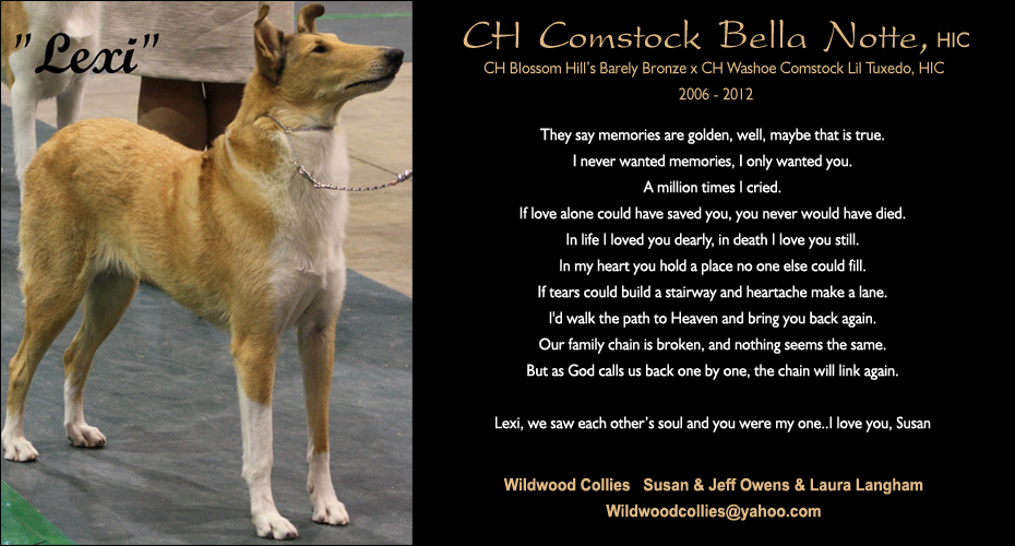 Wildwood Collies -- In Loving Memory of CH Comstock Bella Notte, HIC