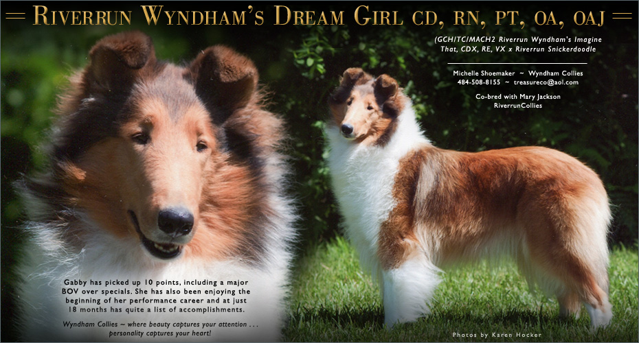 Wyndham Collies -- Riverrun Wyndham's Dream Girl CD, RN, PT, OA, OAJ