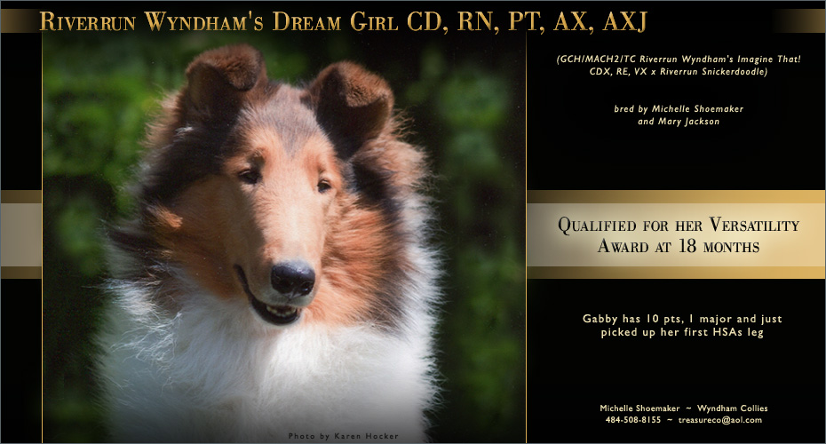 Wyndham Collies -- Riverrun Wyndham's Dream Girl CD, RN, PT, AX, AXJ