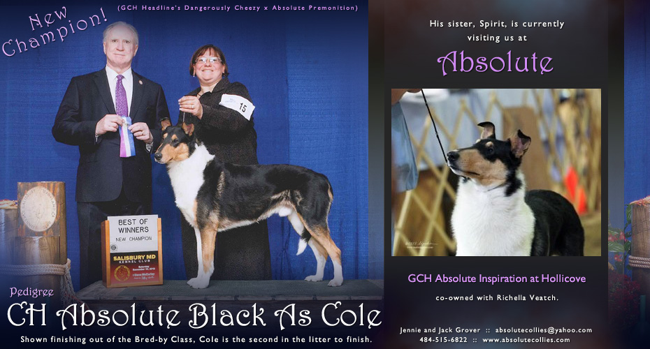 Absolute Collies -- CH Absolute Black As Cole