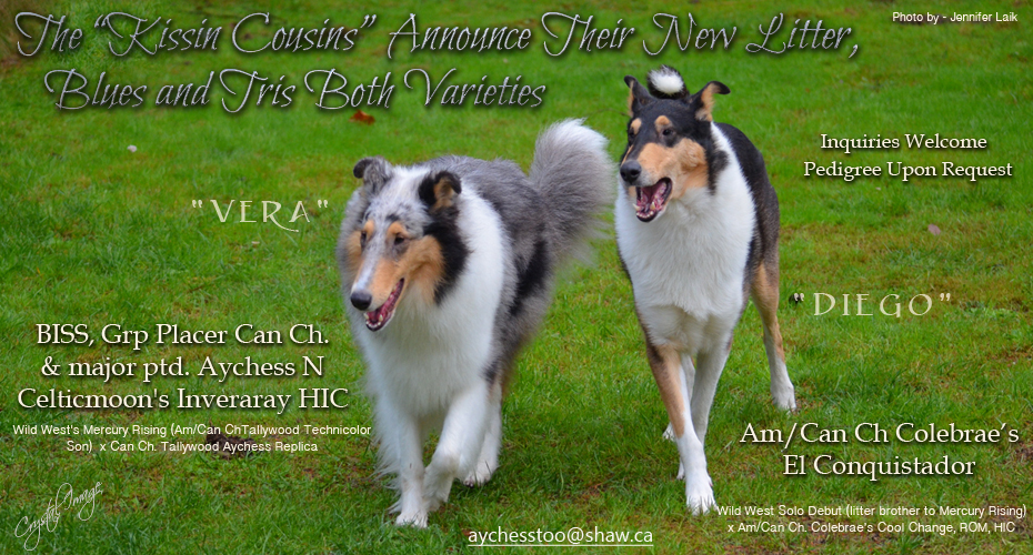 Aychess Collies / Celticmoon Collies -- CAN CH Aychess N Celticmoon's Inveraray HIC