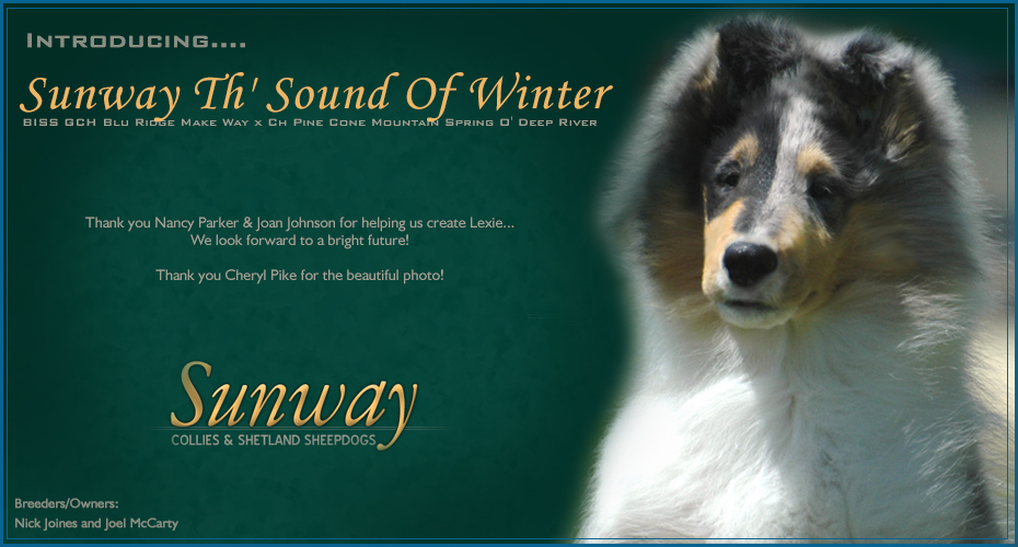 Sunway Collies and Shetland Sheepdogs -- Sunway Th' Sound Of Winter