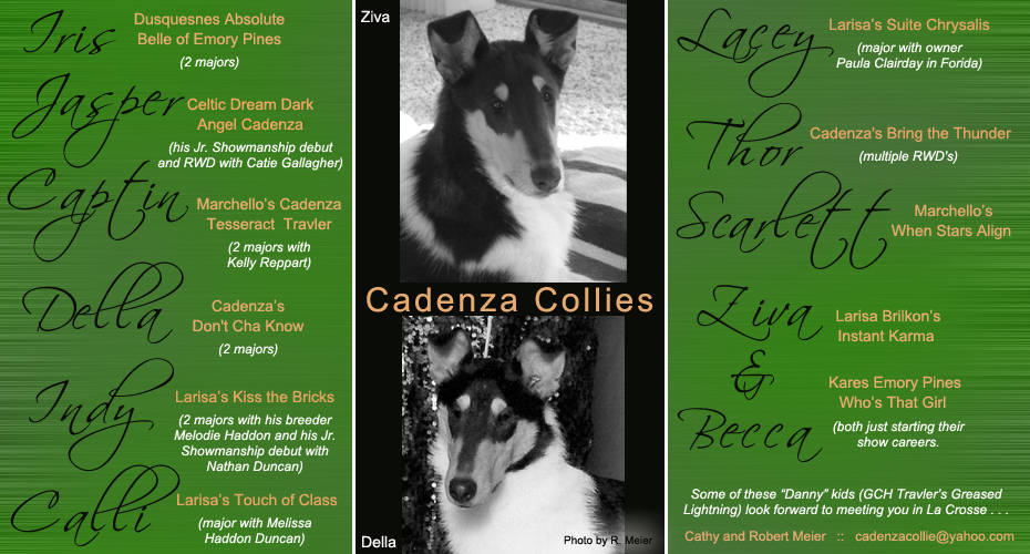 Cadenza Colllies -- GCH Travler's Greased Lightning