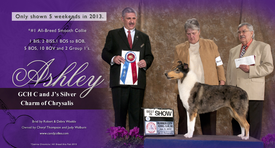 C and J Collies -- GCH C and J Silver Charm of Chrysalis
