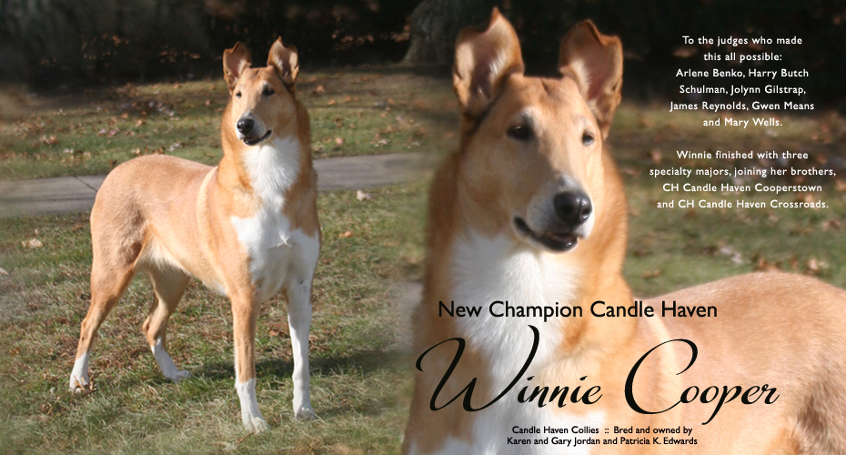 Candle Haven Collies -- CH Candle Haven Winnie Cooper