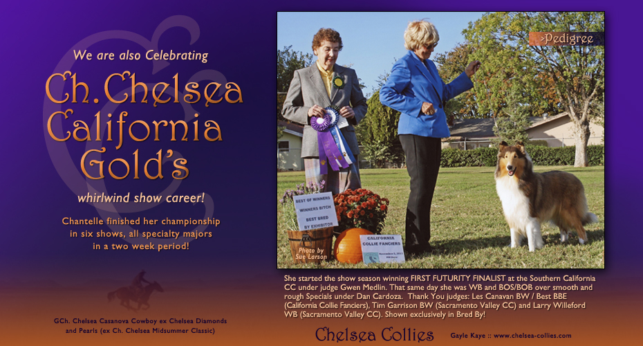 Chelsea Collies -- CH Chelsea California Gold