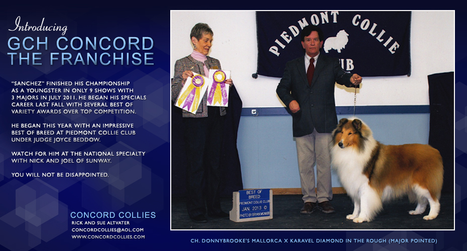 Concord Collies -- GCH Concord The Franchise