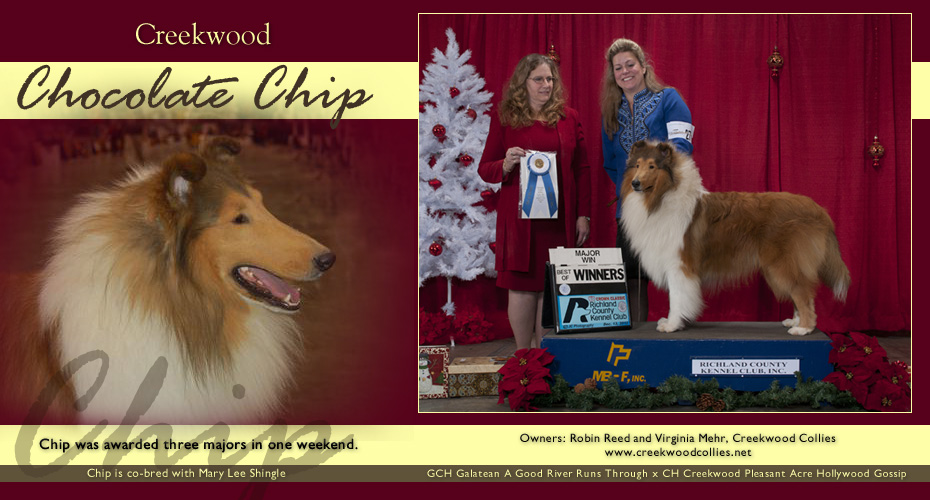 Creekwood Collies -- Creekwood Chocolate Chip