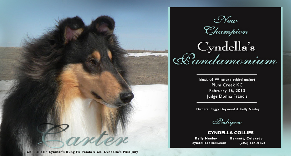 Cyndella Collies -- CH Cyndella's Pandamonium