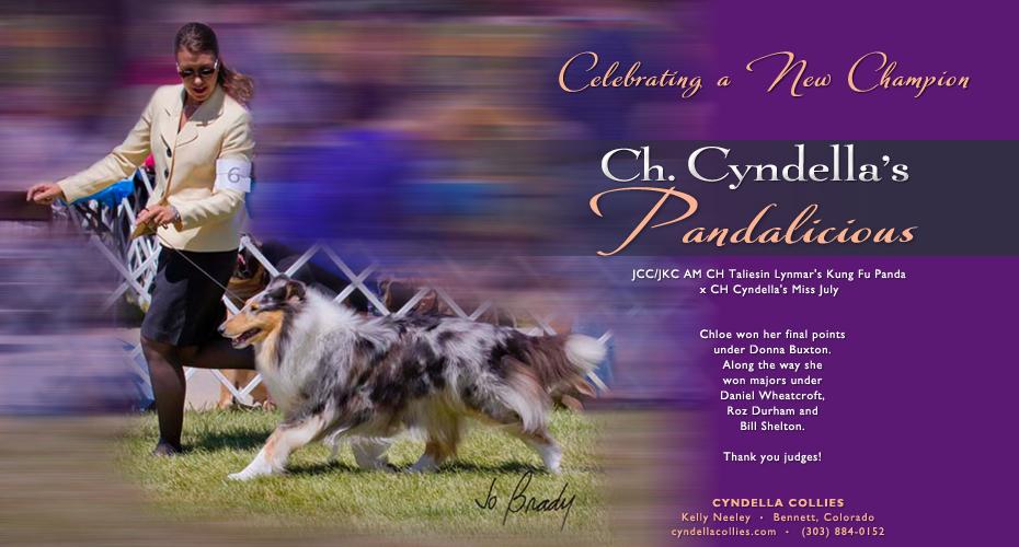 Cyndella Collies -- CH Cyndella's Pandalicious