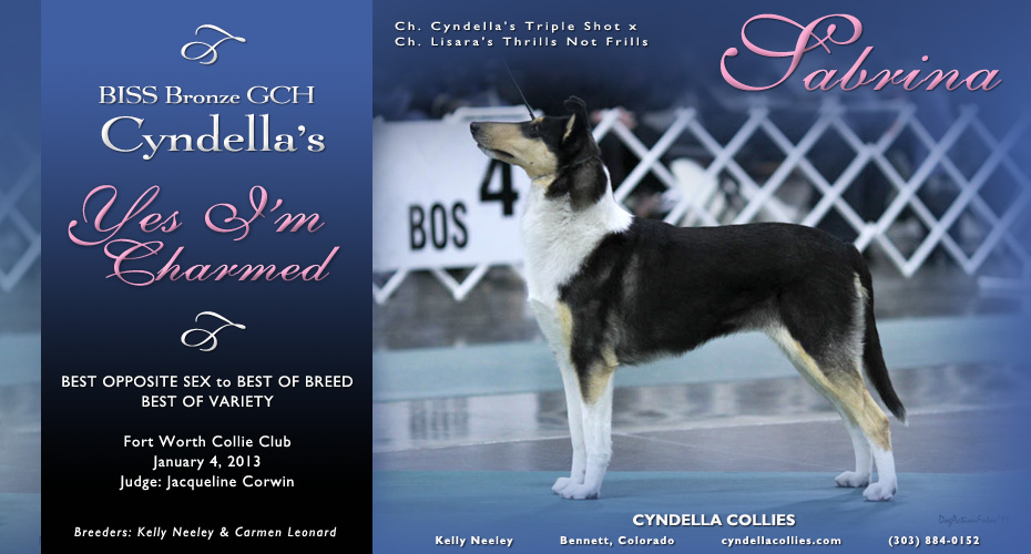 Cyndella Collies -- Bronze GCH Cyndella's Yes I'm Charmed