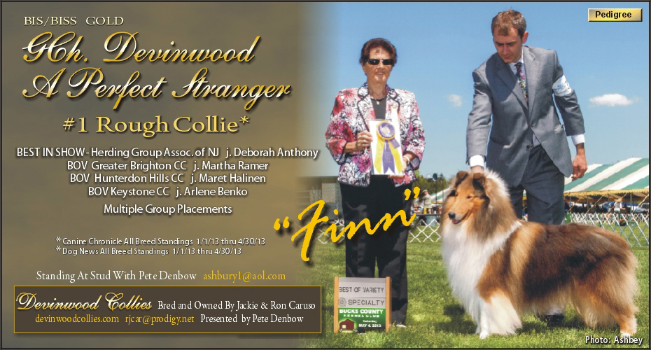 Devinwood Collies -- Gold GCH Devinwood A Perfect Stranger
