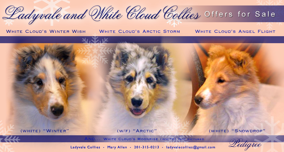 Sashay Collies -- GCH Highcroft Lode-Ark's Roulette and GCH Highcroft Stone Blue