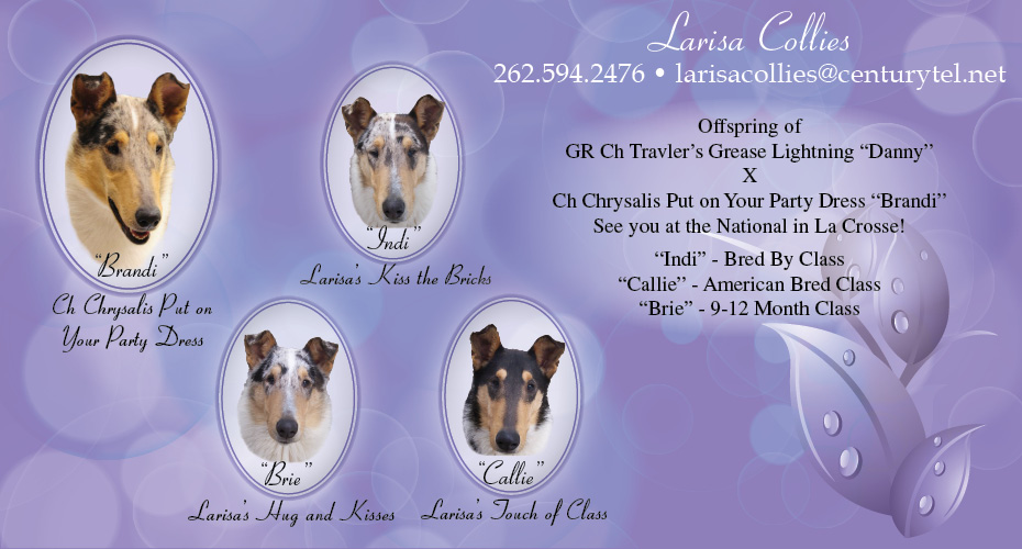Larisa Collies -- CH Chrysalis Put On Your Party Dress, Larisa's Kiss The Bricks, Larisa's Hug and Kisses and Larisa's Touch Of Class