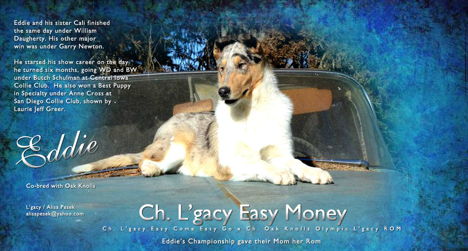 L'gacy Collies -- CH L'gacy Easy Money
