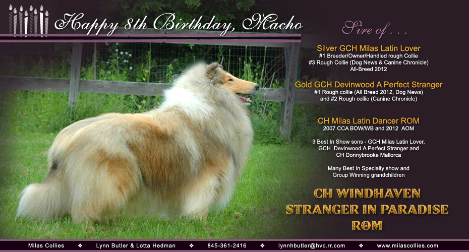 Milas Collies -- CH Windhaven Stranger In Paradise ROM