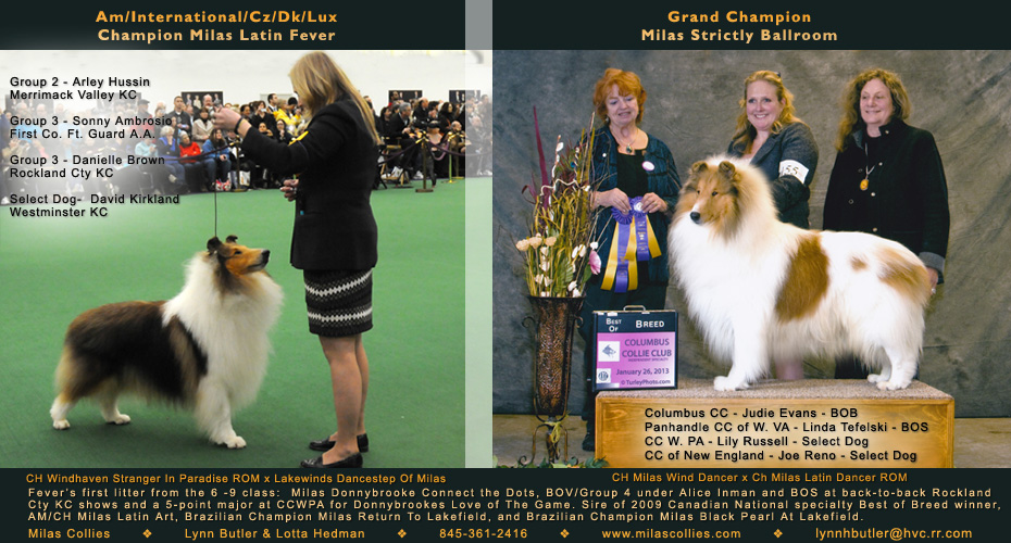 Milas Collies -- CH Milas Latin Fever and GCH Milas Strictly Ballroom
