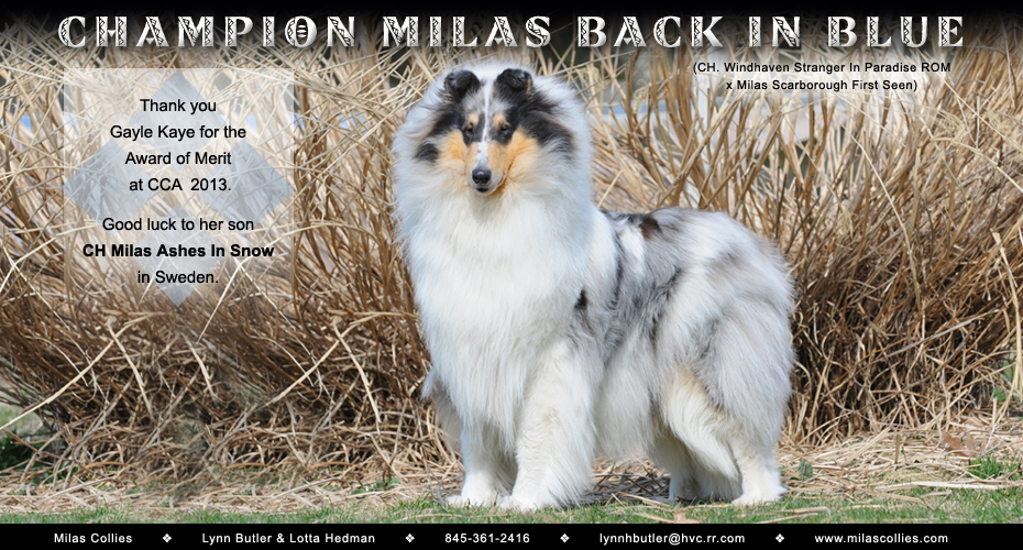 Milas Collies -- CH Milas Back In Blue
