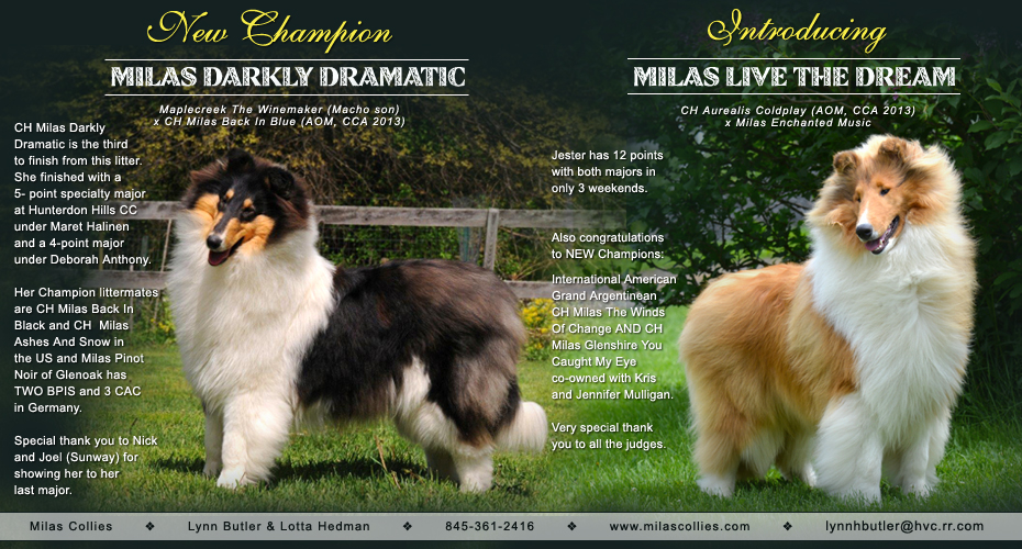 Milas Collies -- CH Milas Darkly Dramatic and Milas Live The Dream