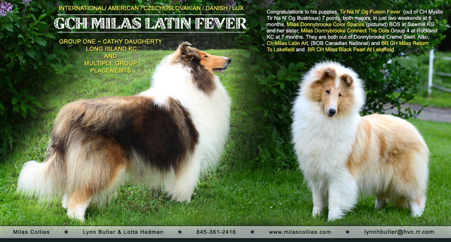 Milas Collies -- Milas Collies -- GCH Milas Latin Fever and Milas Donnybrooke Color Spaces