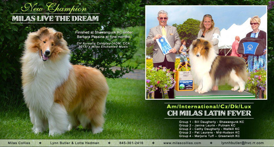 Milas Collies -- CH  Milas Live The Dream and CH Milas Latin Fever