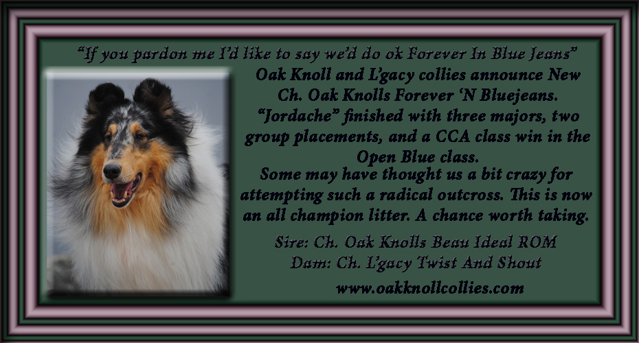 Oak Knoll Collies / L'gacy Collies -- CH Oak Knolls Forever 'N Bluejeans