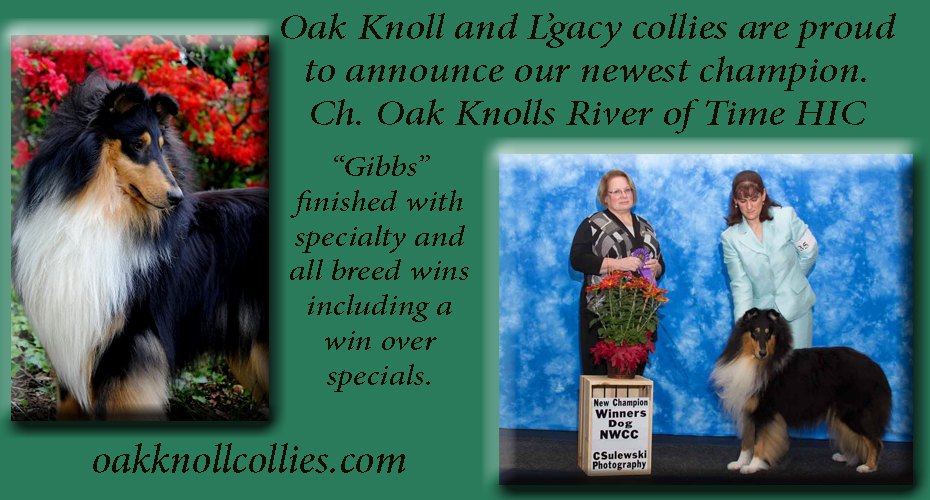 Oak Knoll Collies / L'gacy Collies -- CH Oak Knolls River Of Time HIC