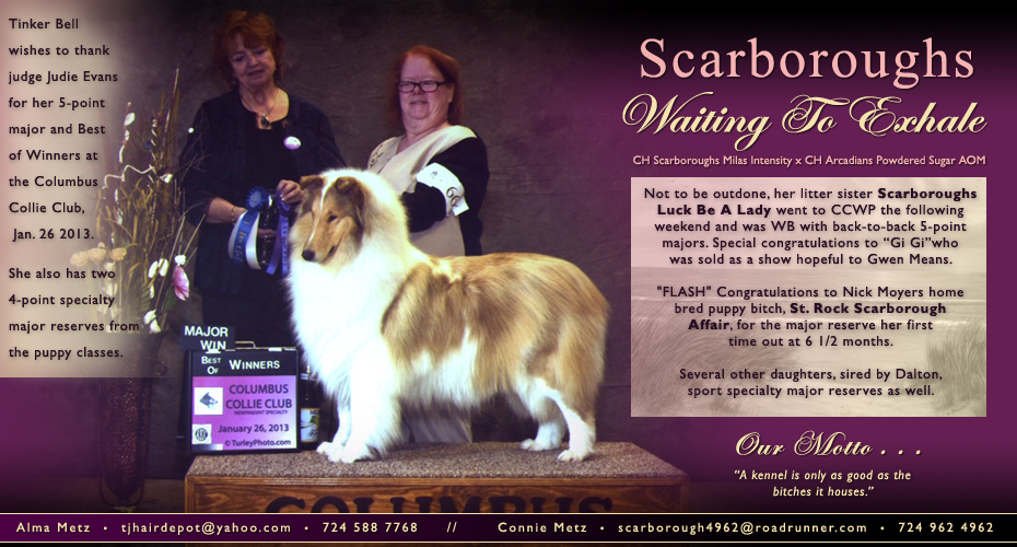 Scarborough Collies -- Scarboroughs Waiting To Exhale