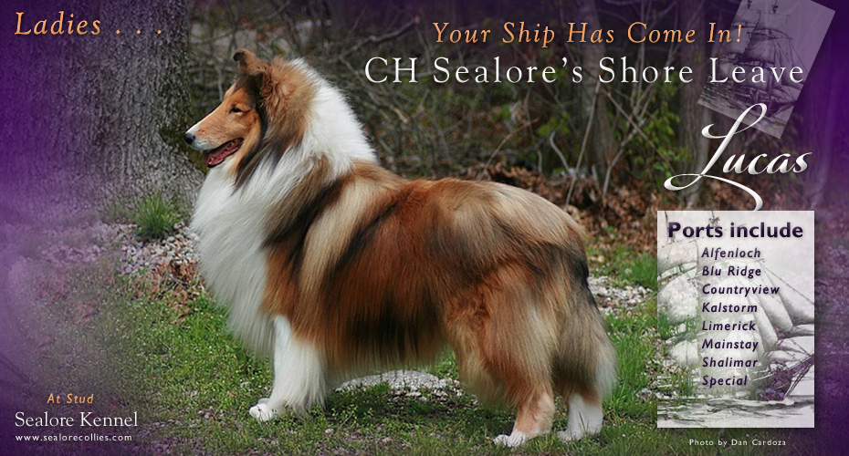 Sealore Kennel -- CH Sealore's Shore Leave