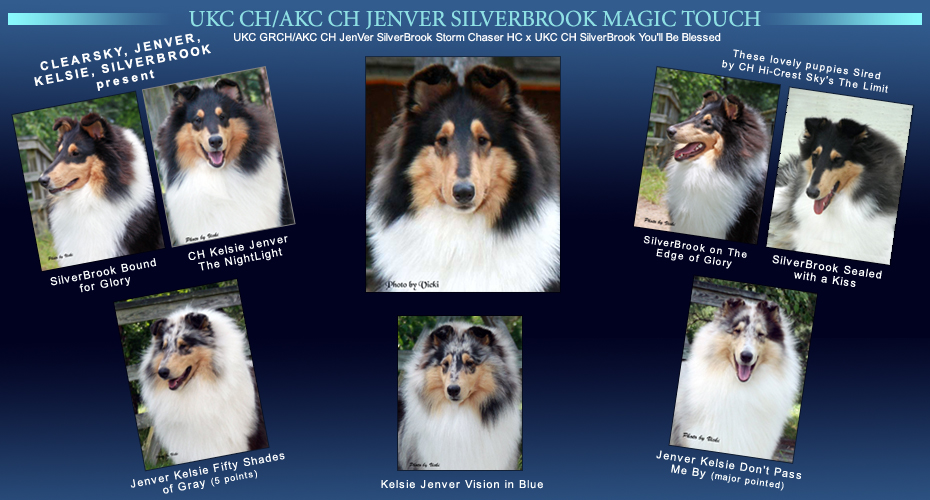 Clearsky Collies / Jenver Collies / Kelsie Collies / SilverBrook Collies -- UKC CH/CH Jenver SilverBrook Magic Touch