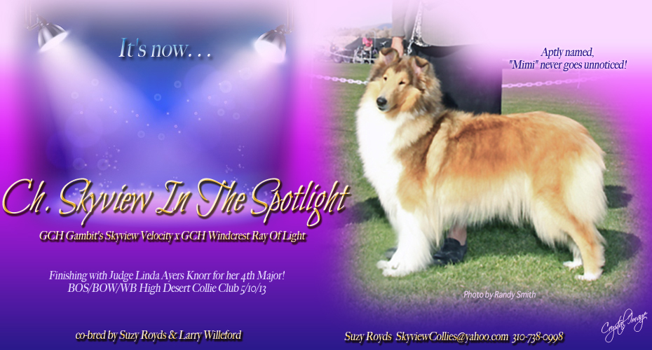 Skyview Collies -- CH Skyview In The Spotlight
