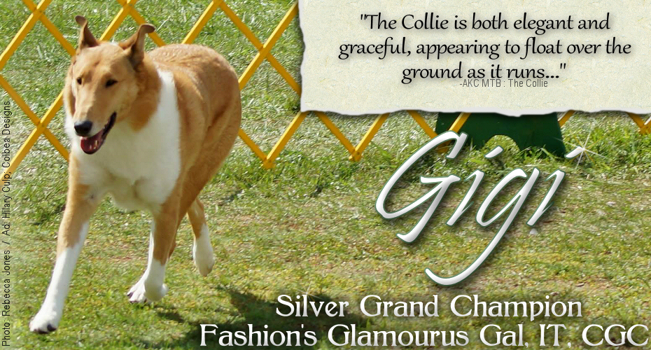 SugarNSpice Collies -- Silver GCH Fashion's Glamourus Gal, IT, CGC