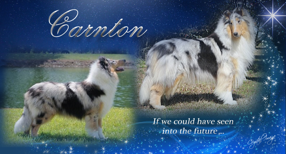 Southland Collies -- CH Southland's Carnton