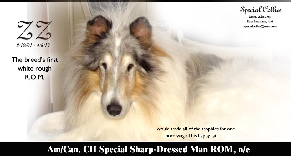 Special Collies -- AM/CAN CH Special Sharp-Dressed Man ROM