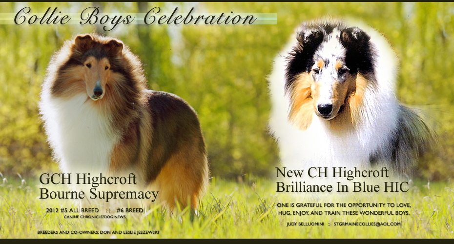 St. Germaine Collies / Highcroft Collies -- GCH Highcroft Bourne Supremacy and CH Highcroft Brilliance In Blue HIC