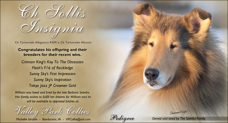 Valley Park Collies -- CH Sollis Insignia