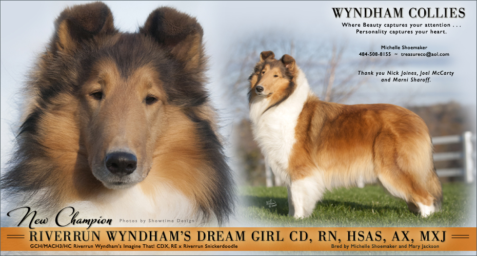 Wyndham Collies -- CH Riverrun Wyndham's Dream Girl CD, RN, HSAs, AX, MXJ