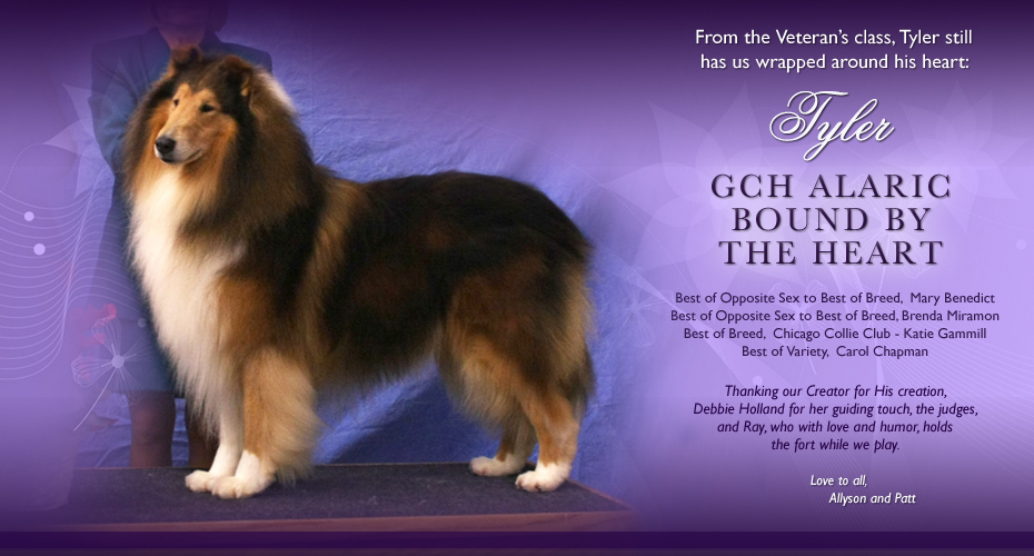 Alaric Collies -- GCH Alaric Bound By The Heart