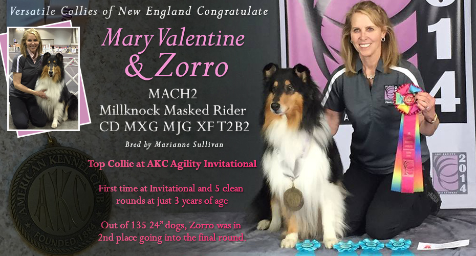 New England Versatile Collie Friends -- Congratulate Mary Valentine and MACH2 Millknock Masked Rider CD MXG MJG XF T2B2
