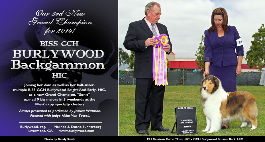Burlywood Collies -- GCH Burlywood Backgammon