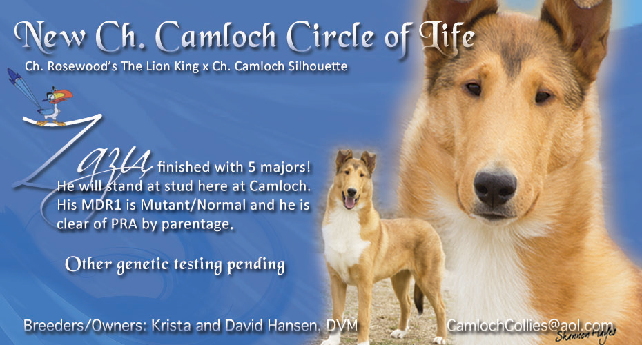 Camloch Collies -- CH Camloch Circle Of Life