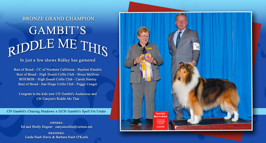 Canyon Collies -- Bronze GCH Gambit's Riddle Me This