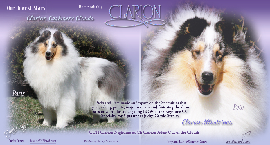 Clarion Collies -- Clarion Cashmere Clouds and Clarion Illustrious