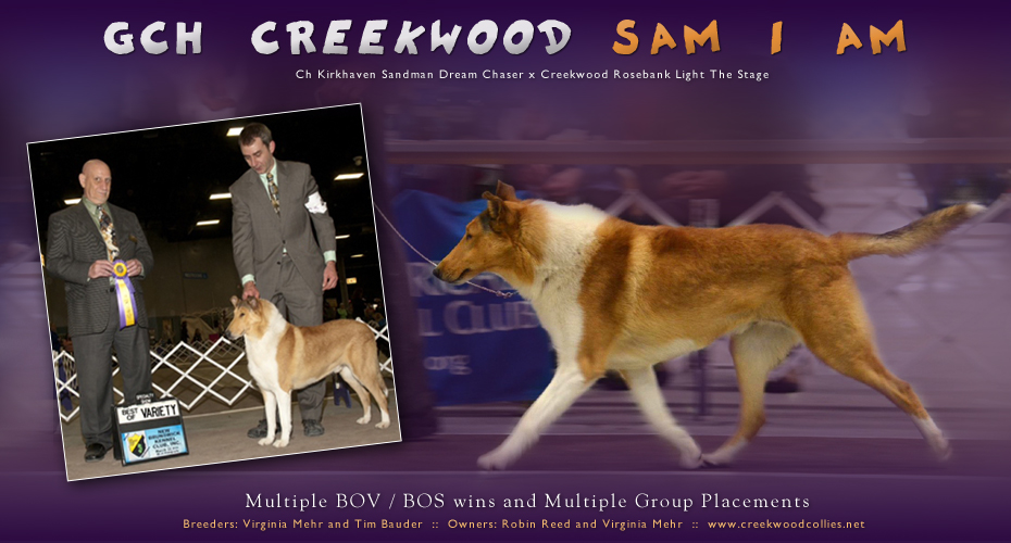 Creekwood Collies - GCH Creekwood Sam I Am