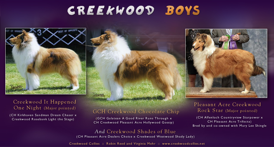 Creekwood Collies - Creekwood It Happened One Night, GCH Creekwood Chocolate Chip and Pleasant Acre Creekwood Rock Star